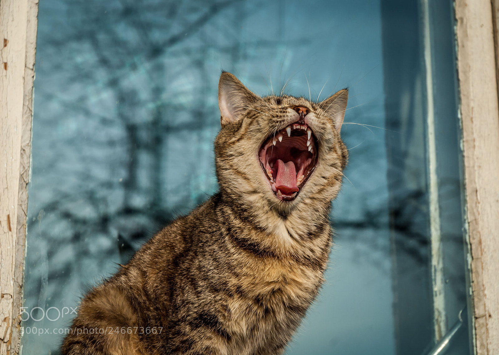Nikon D40X sample photo. Hear me roar! photography