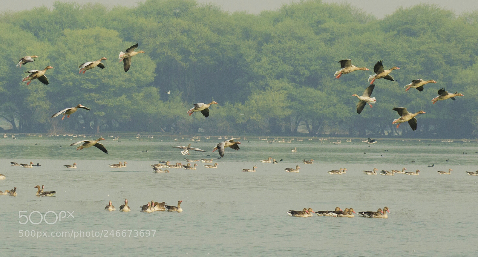 Nikon D5100 sample photo. Greylag goose photography