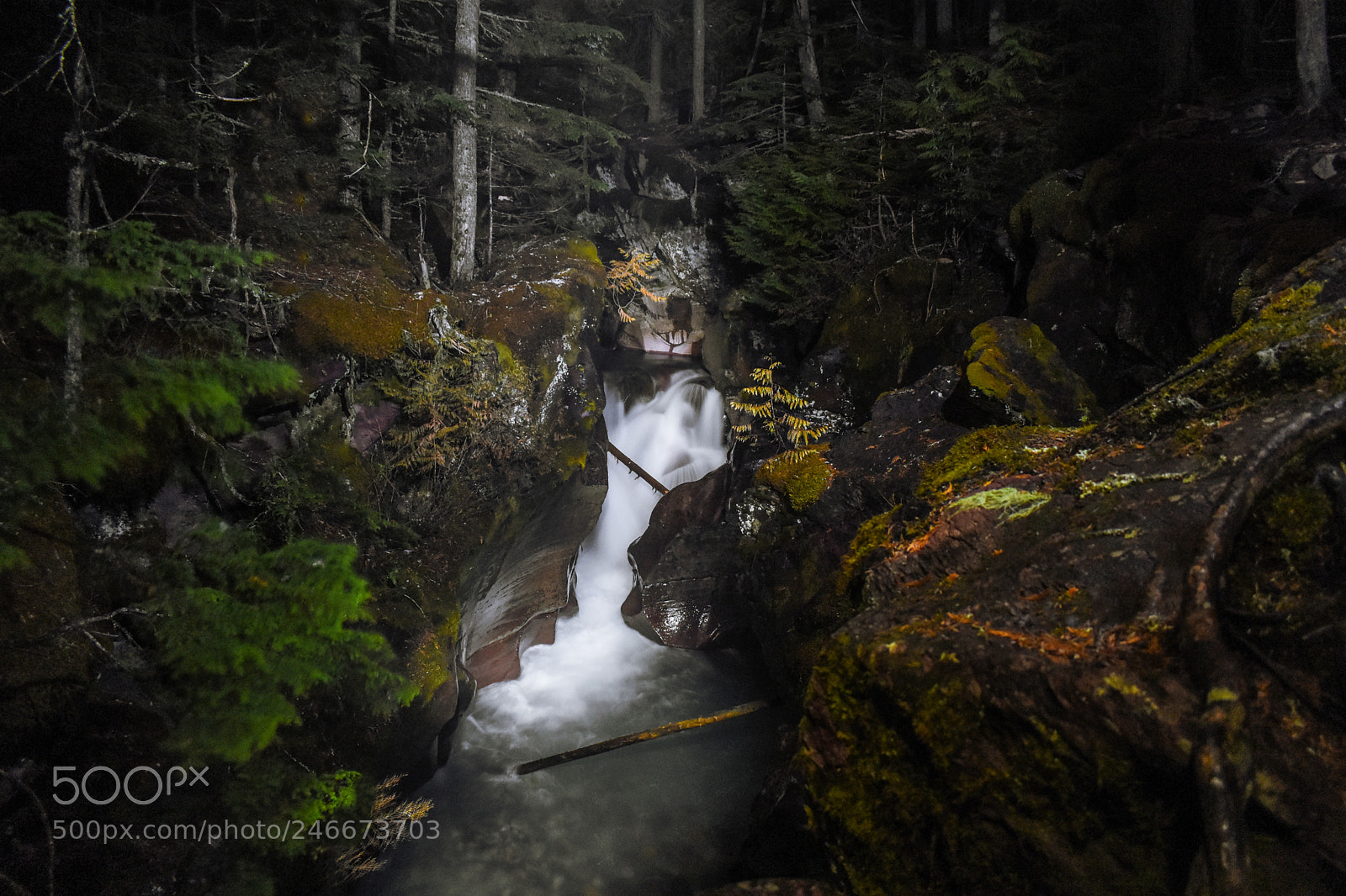 Nikon D5600 sample photo. Trail of the cedars photography