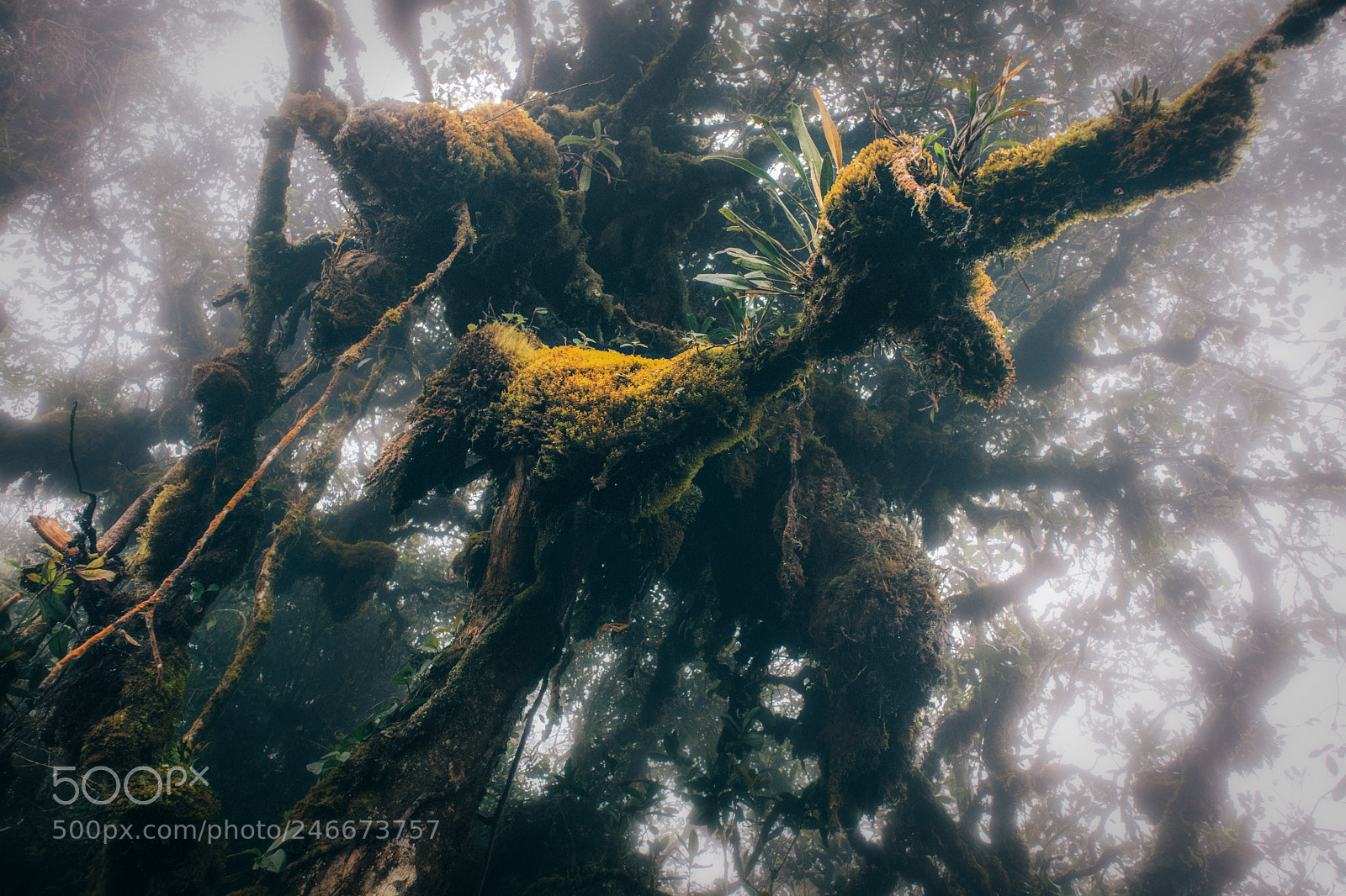 Canon EOS M6 sample photo. Rainforest photography