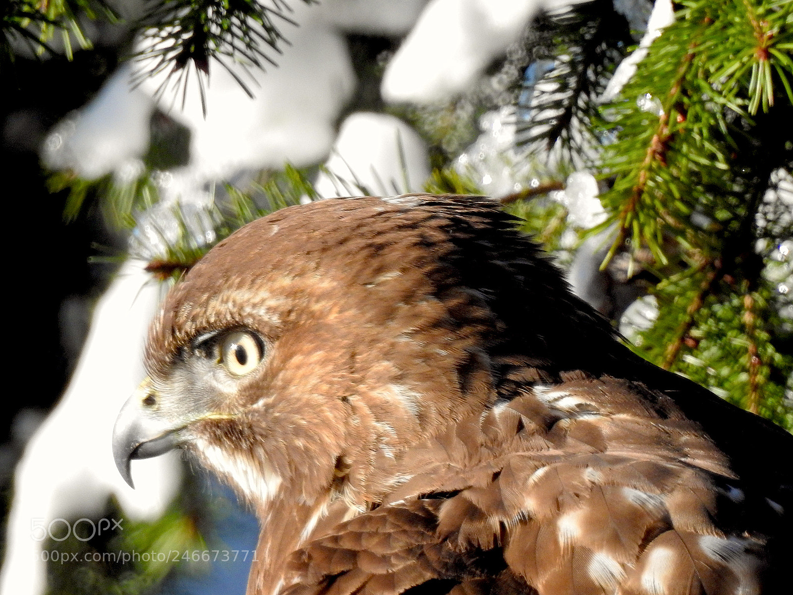 Nikon Coolpix P900 sample photo. Red-tailed hawk photography