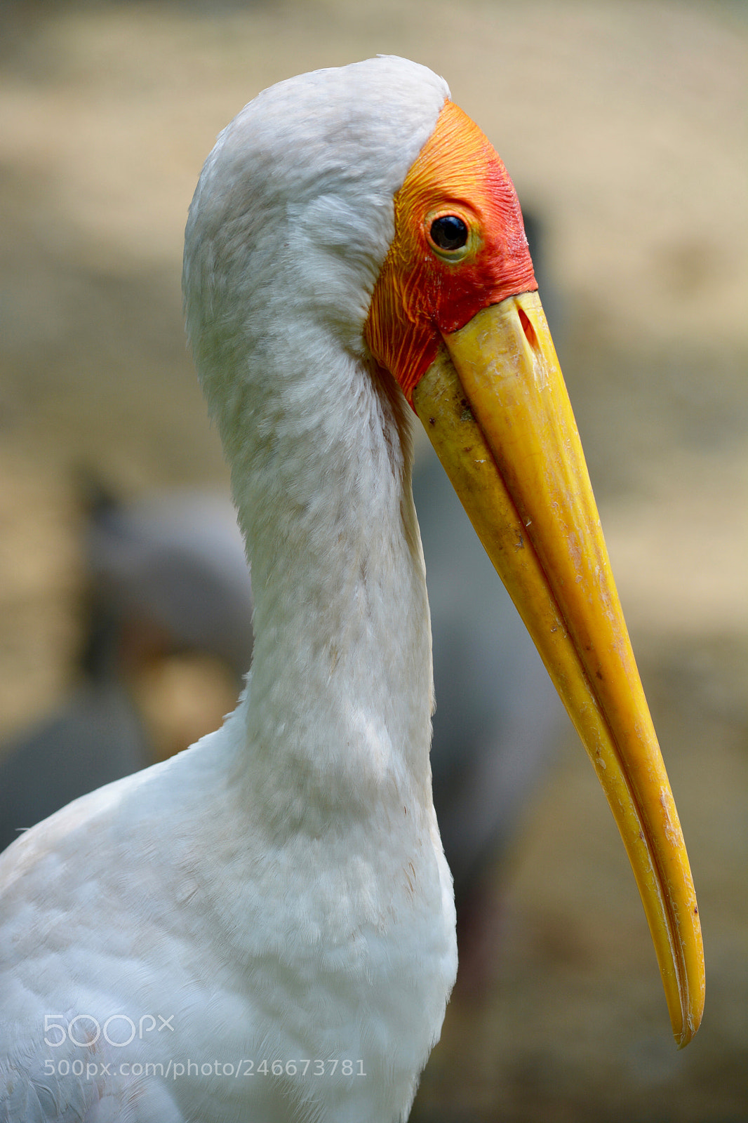 Nikon D5200 sample photo. Long yellow beak photography