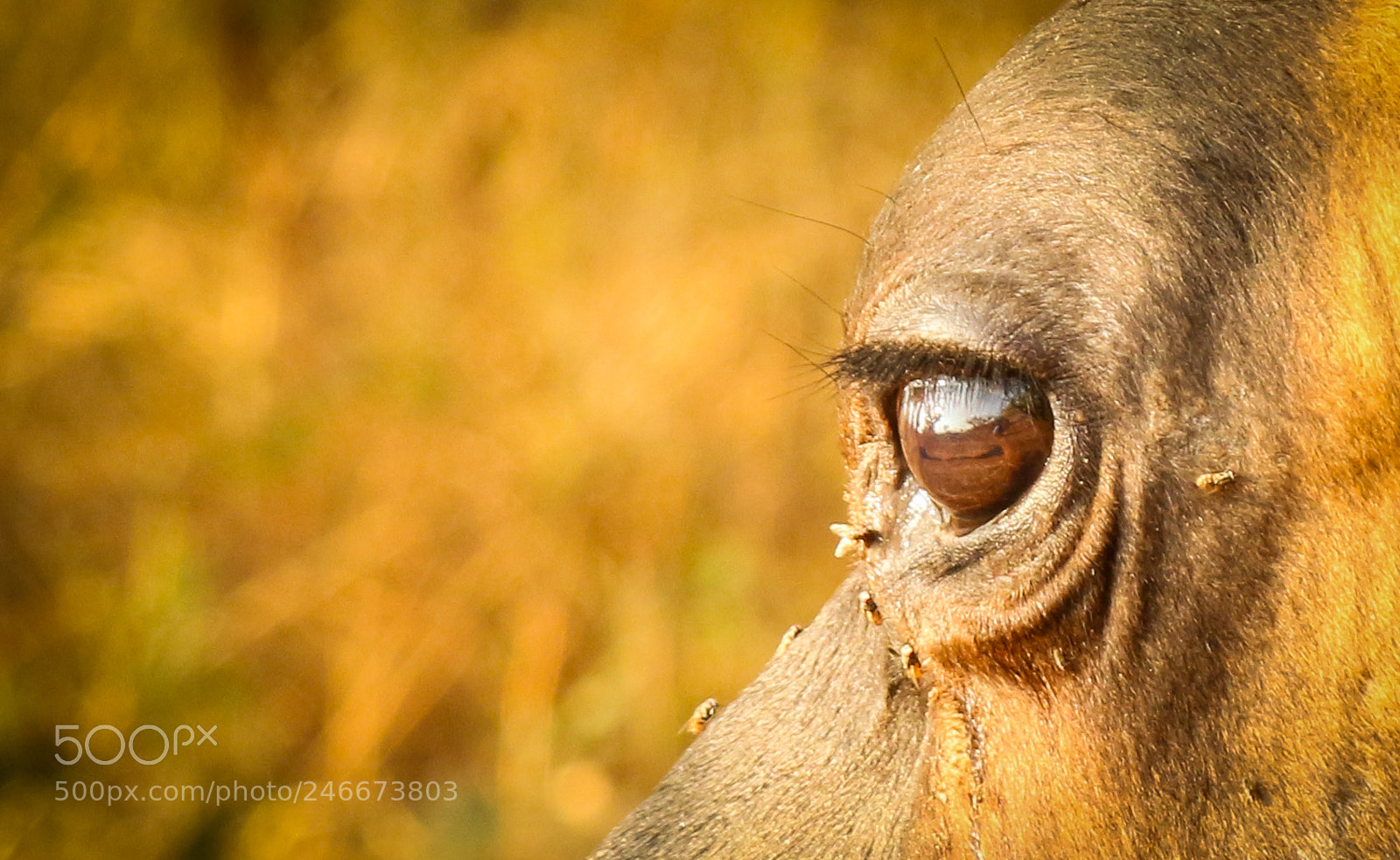 Canon EOS 700D (EOS Rebel T5i / EOS Kiss X7i) sample photo. Cow photography