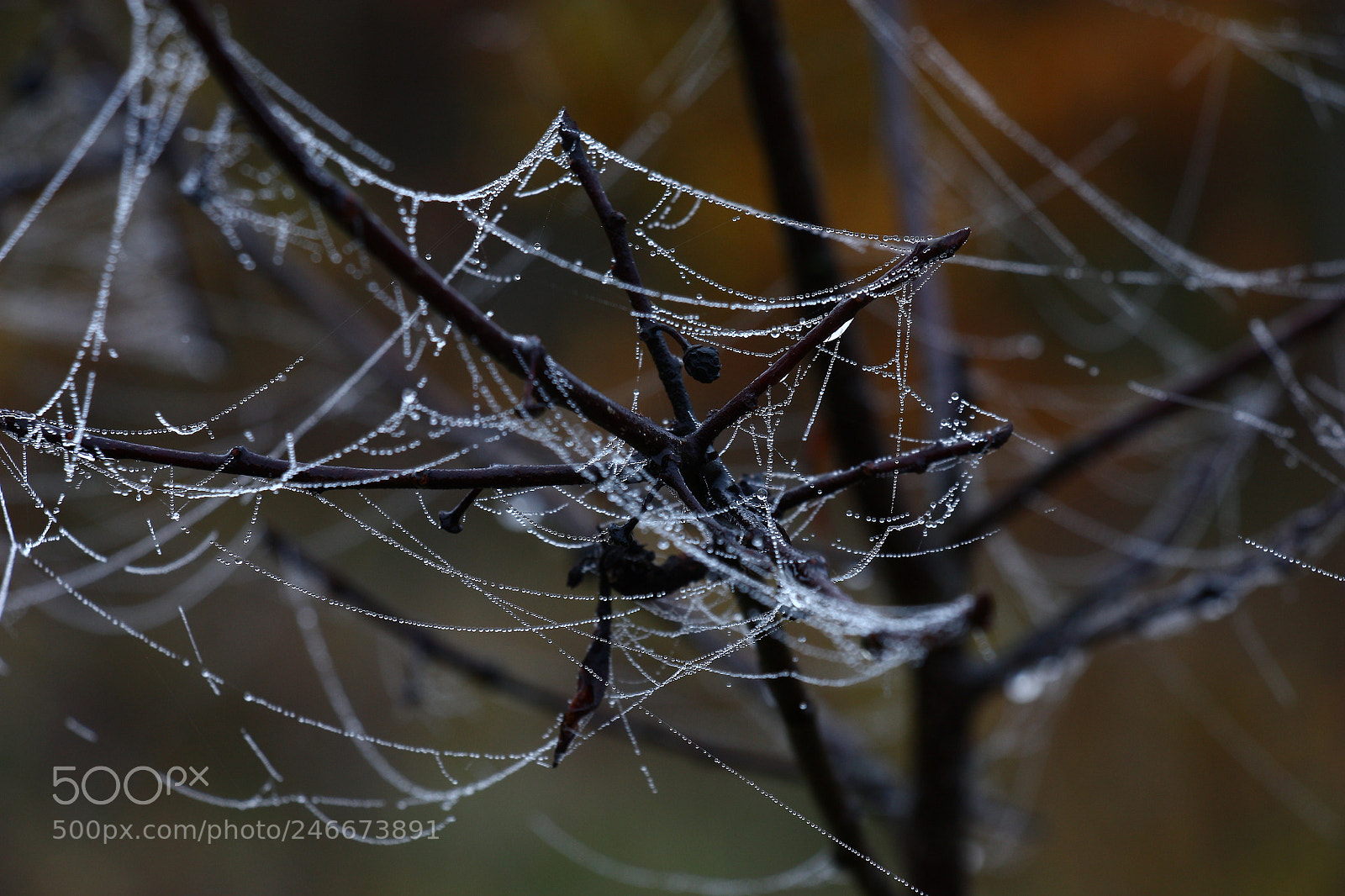 Canon EOS 450D (EOS Rebel XSi / EOS Kiss X2) sample photo. Branches in a web. photography