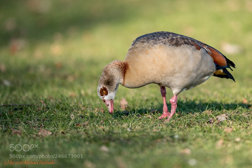 Nikon D850 sample photo. Nilgans photography