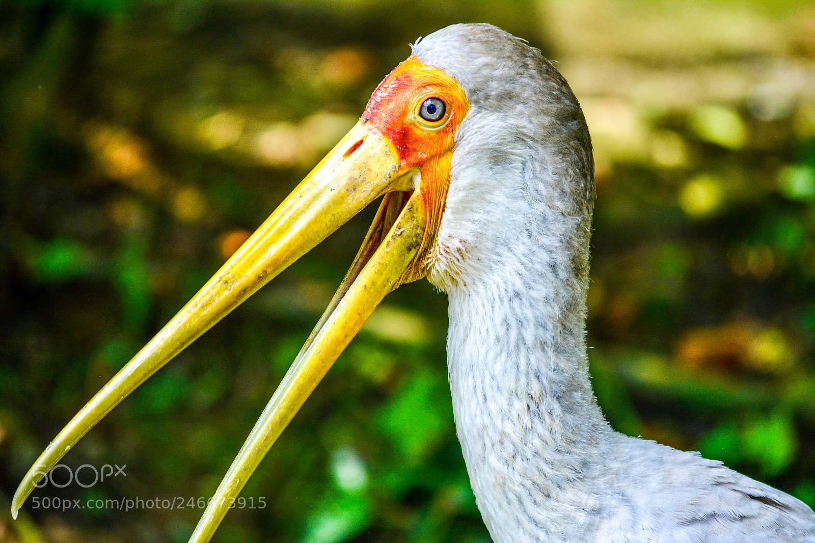 Nikon D5200 sample photo. A painted stork photography