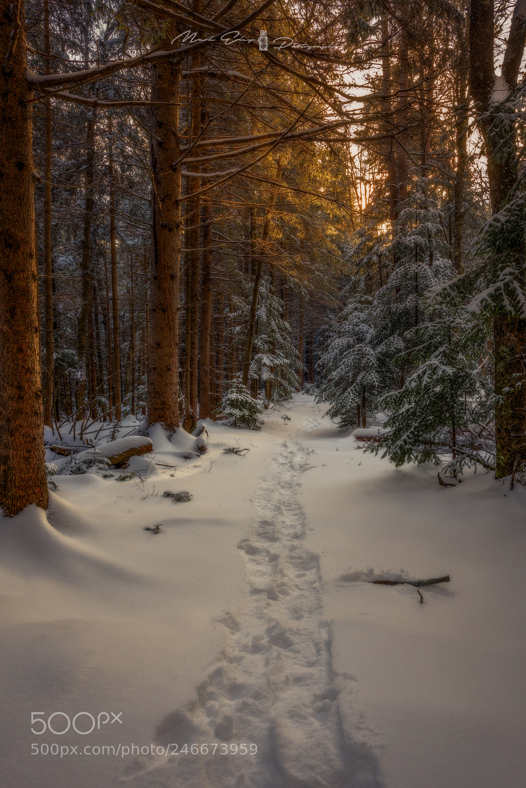 Nikon D810 sample photo. Winter trail photography