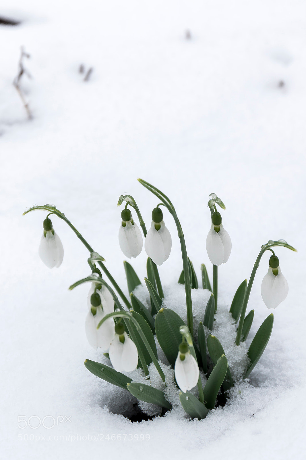 Canon EOS 7D Mark II sample photo. Winter is back photography