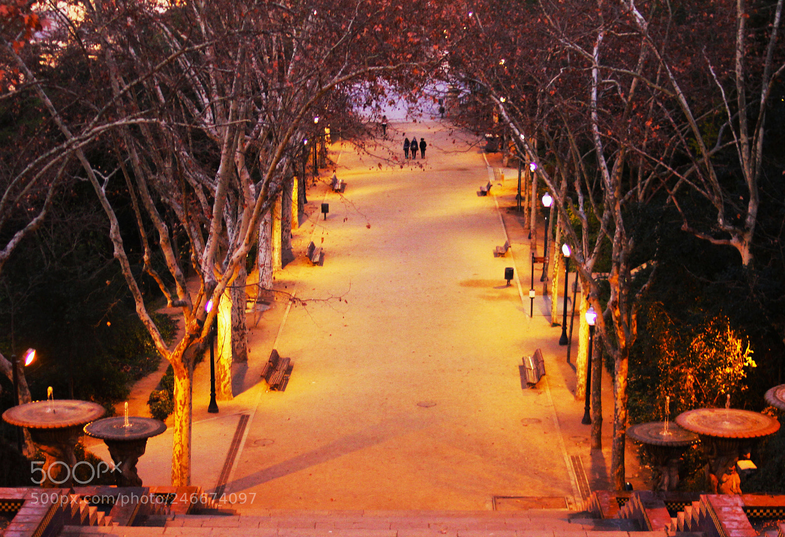 Canon EOS 7D sample photo. Trees photography