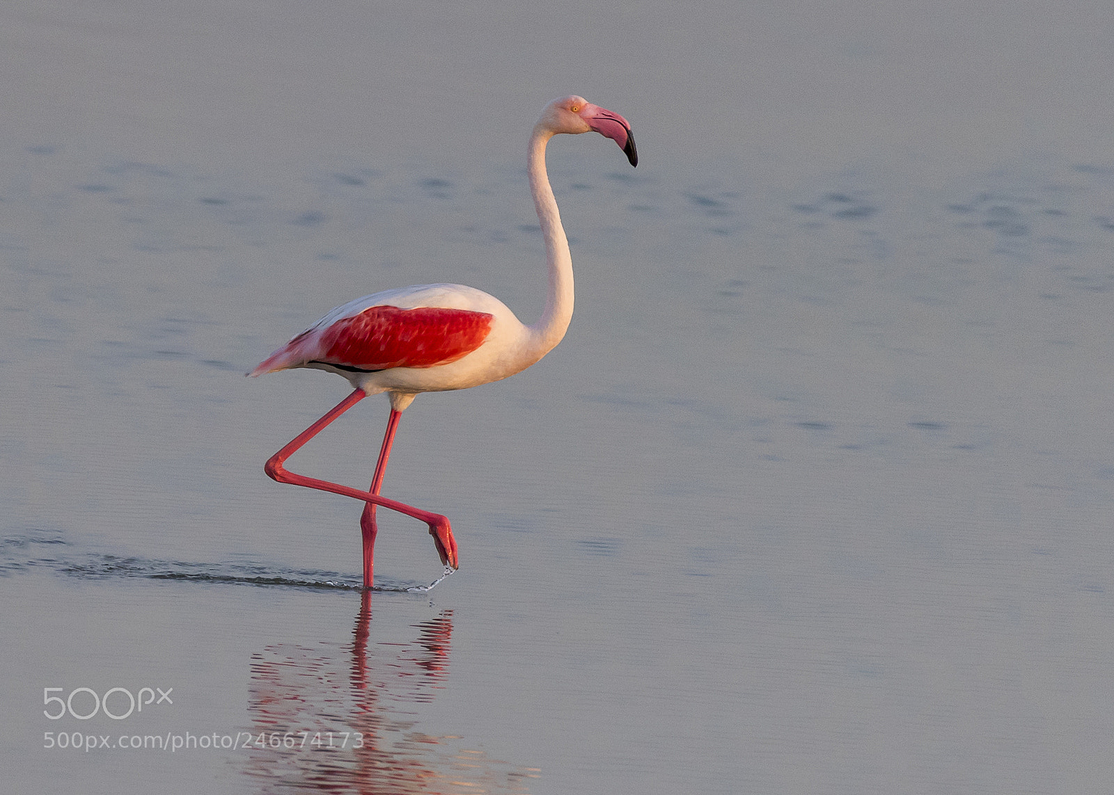 Nikon D5 sample photo. Pink beauty photography