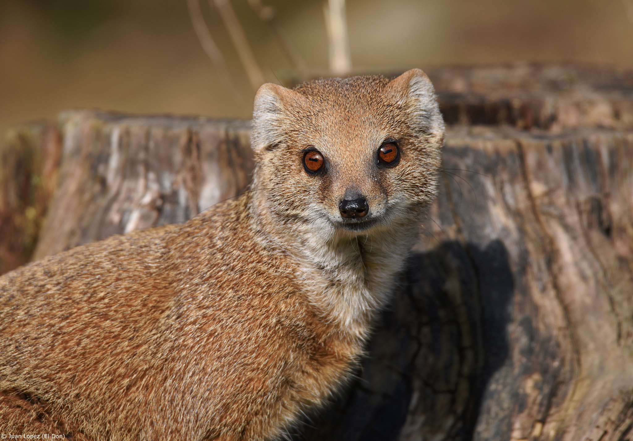 Sigma 150-600mm F5-6.3 DG OS HSM | S sample photo. Magic eyes...!! photography