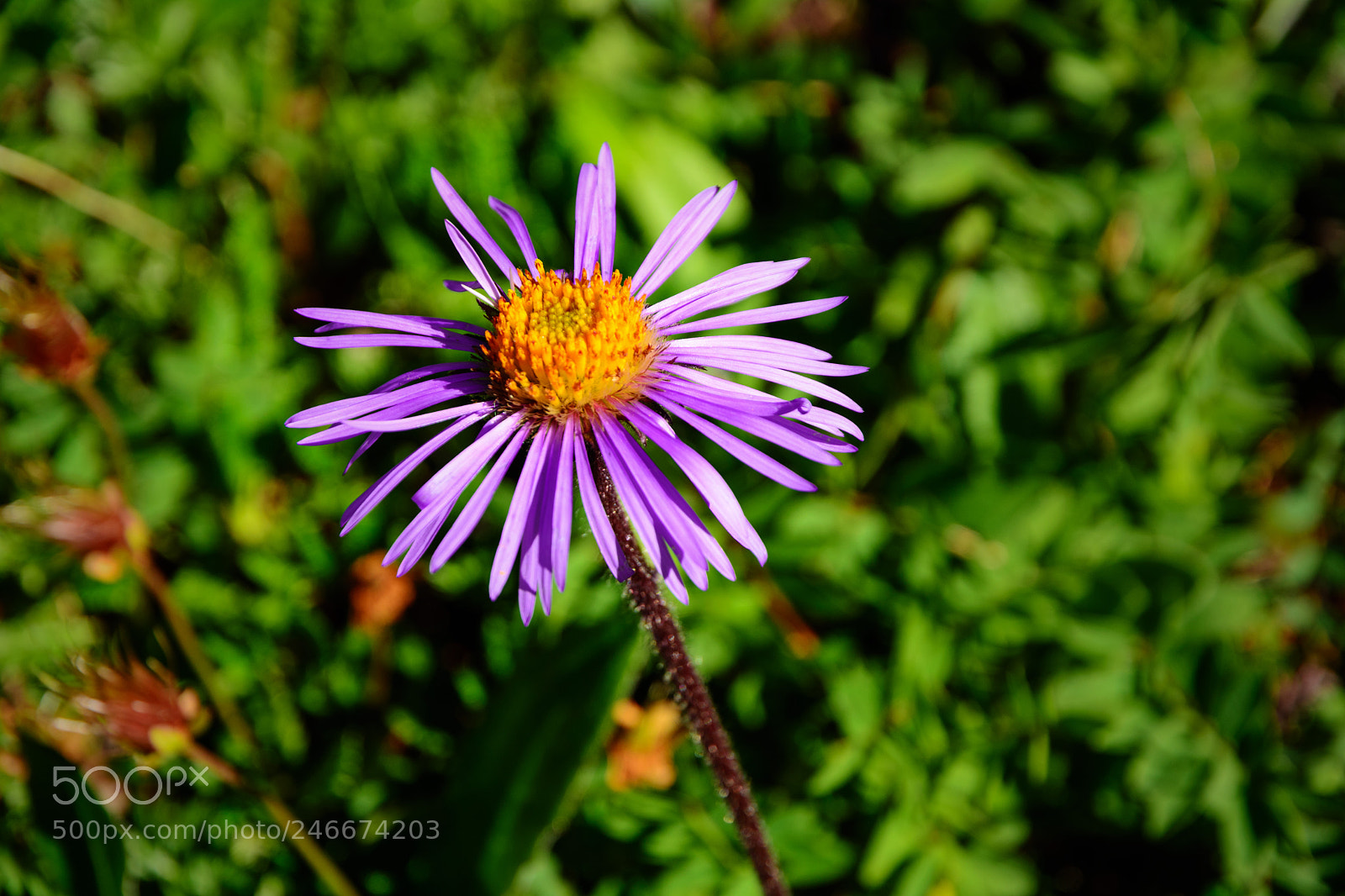 Nikon D5200 sample photo. A mountain flower photography