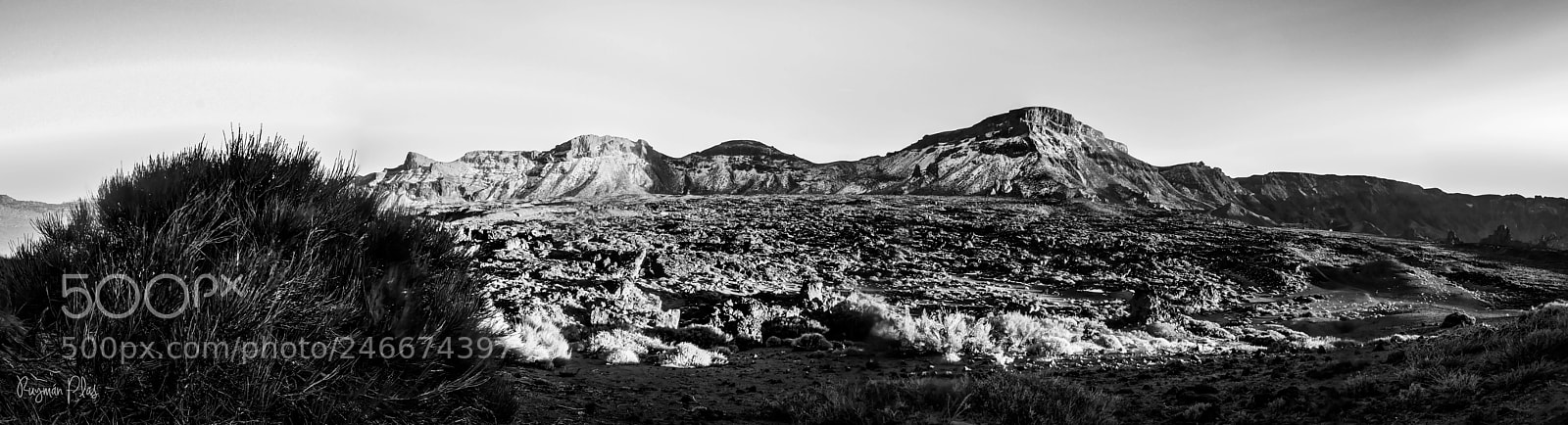 Nikon D5100 sample photo. Absence makes the heart photography