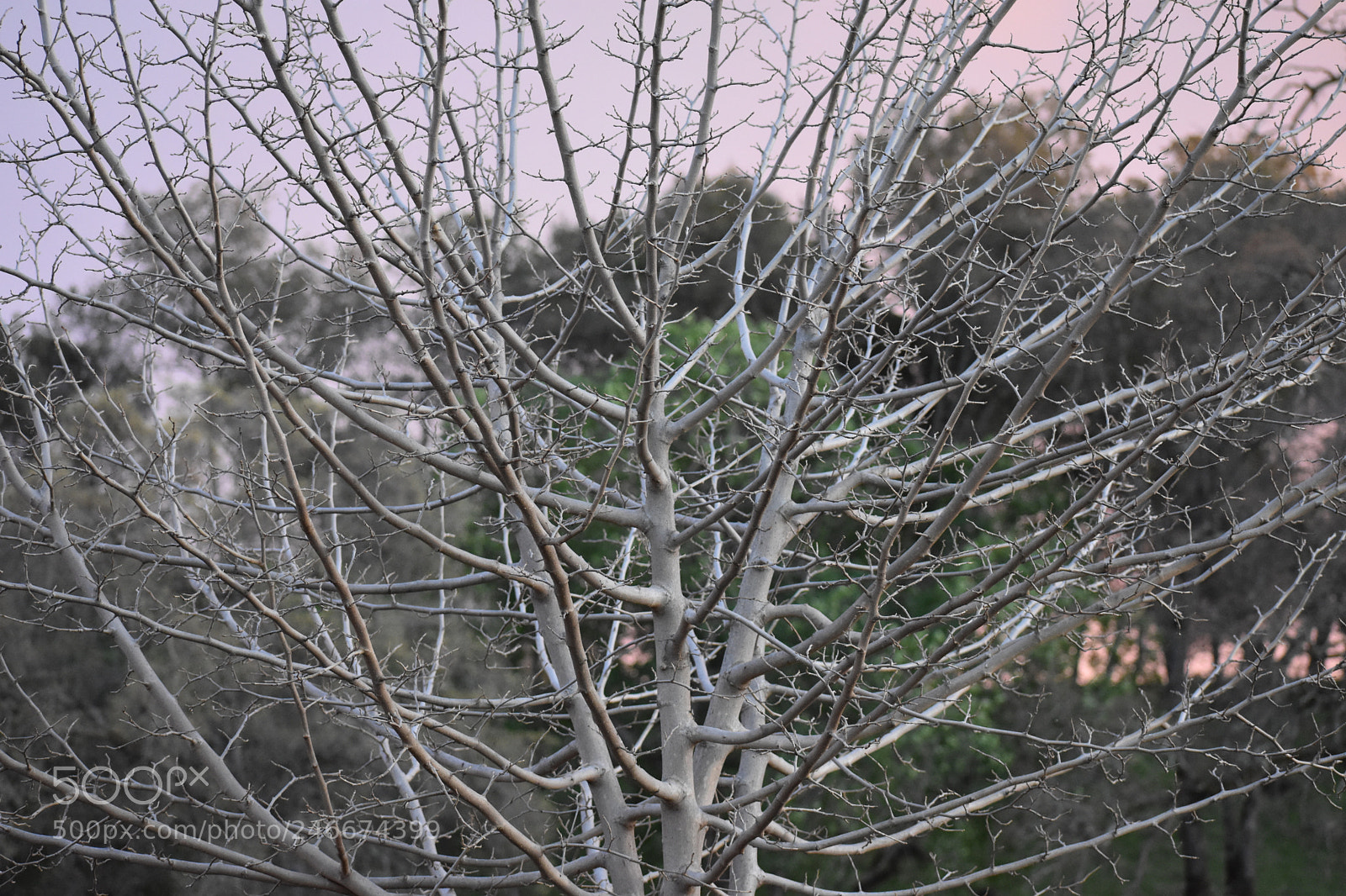 Nikon D3400 sample photo. Random backyard shot photography