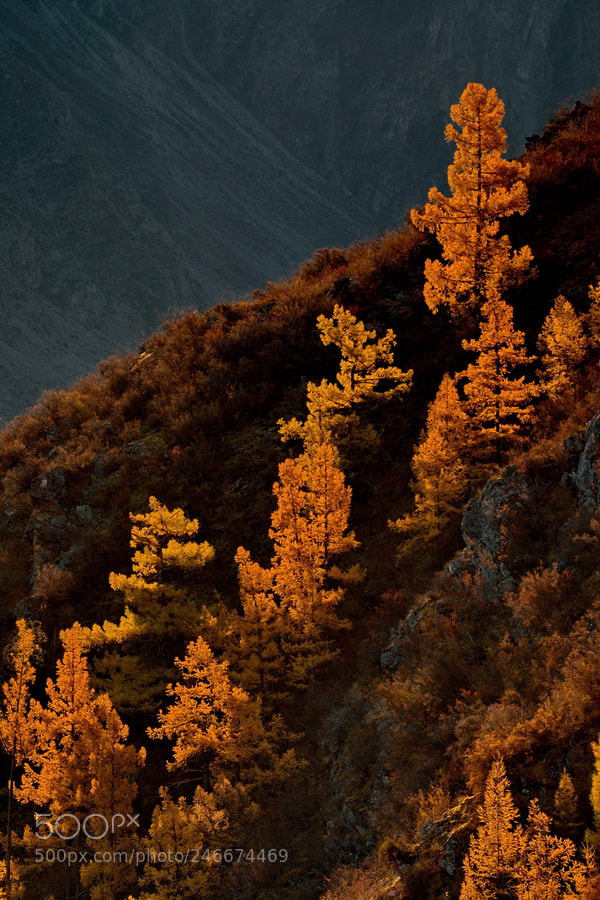Fujifilm X-T1 sample photo. Russia. siberia, autumn in photography