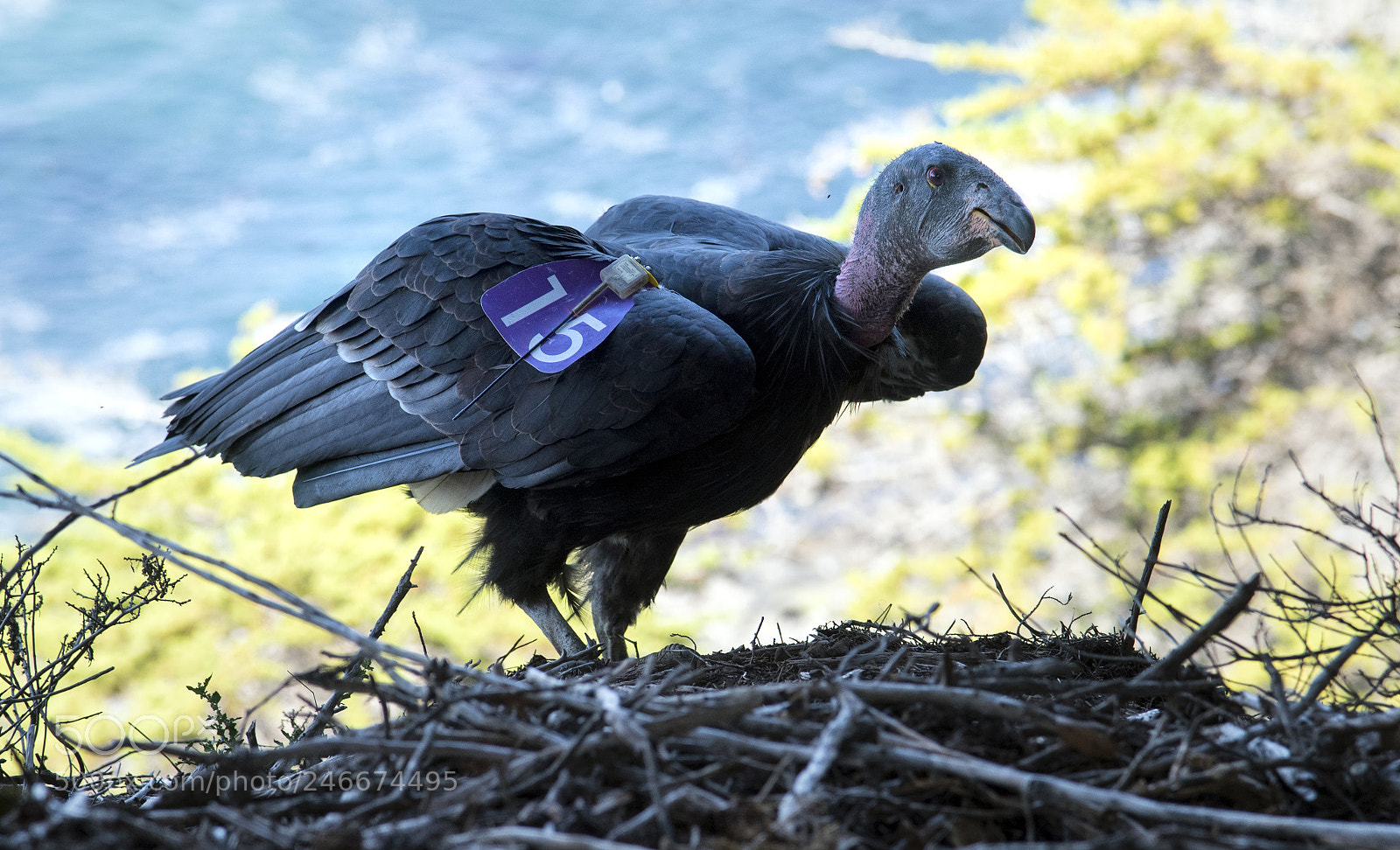 Nikon D810 sample photo. Condor 75 photography