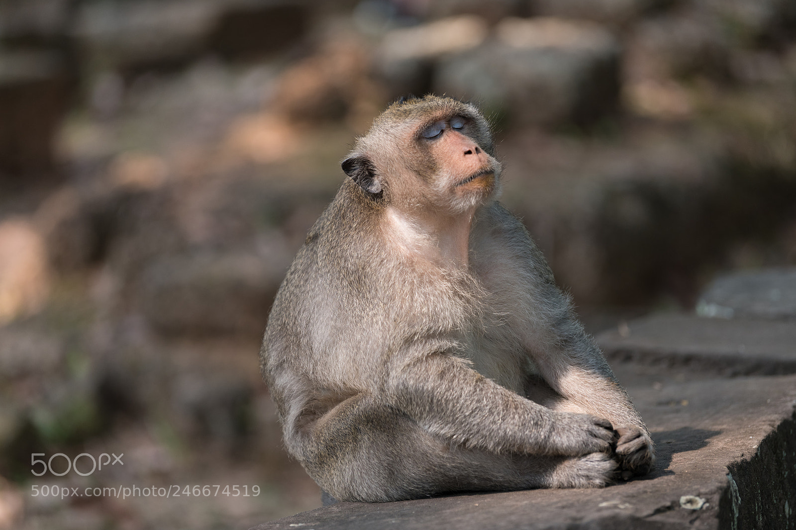 Nikon D850 sample photo. Zen monkey photography