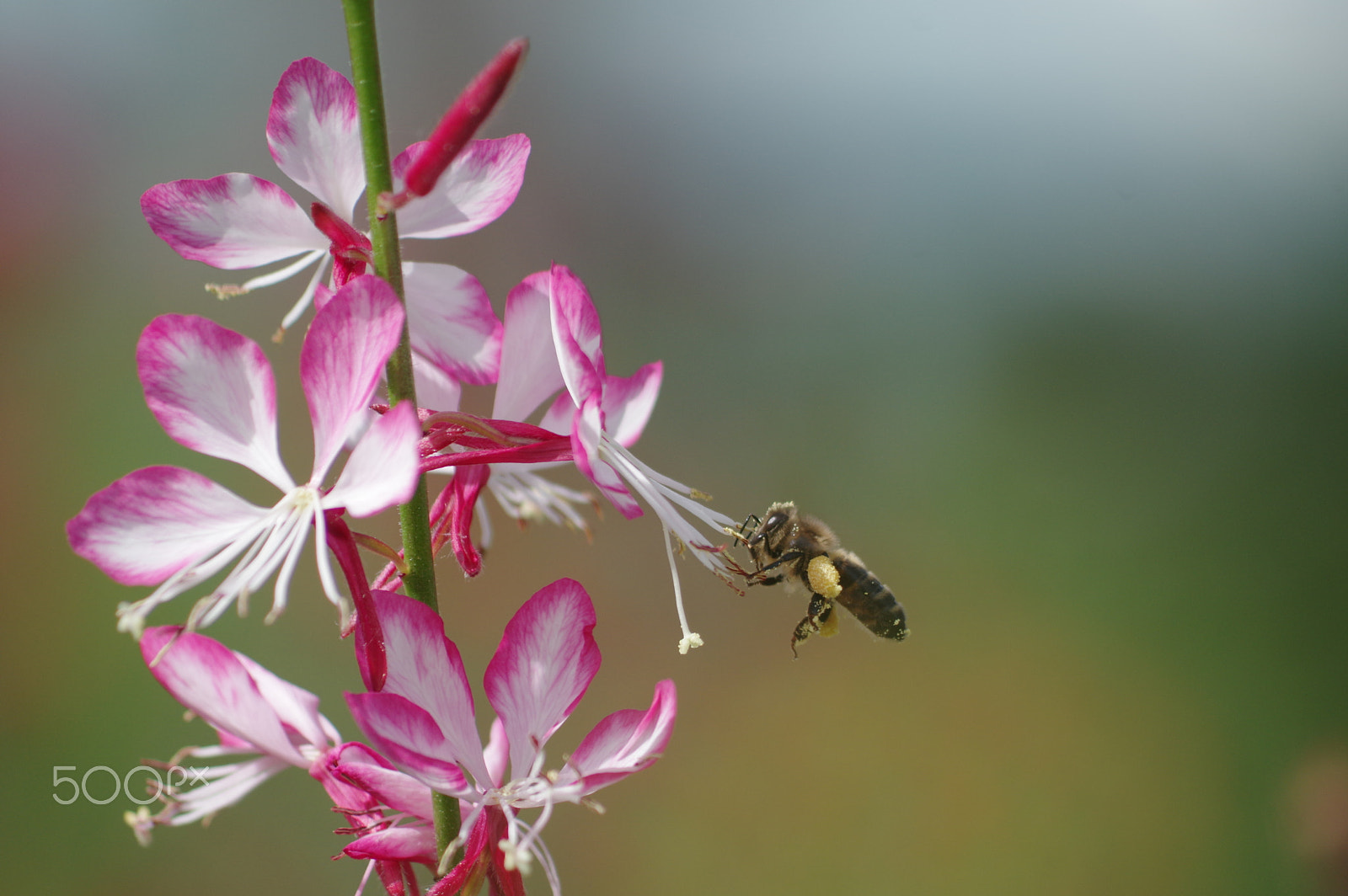 Pentax K-3 II sample photo. Gaura and bee photography