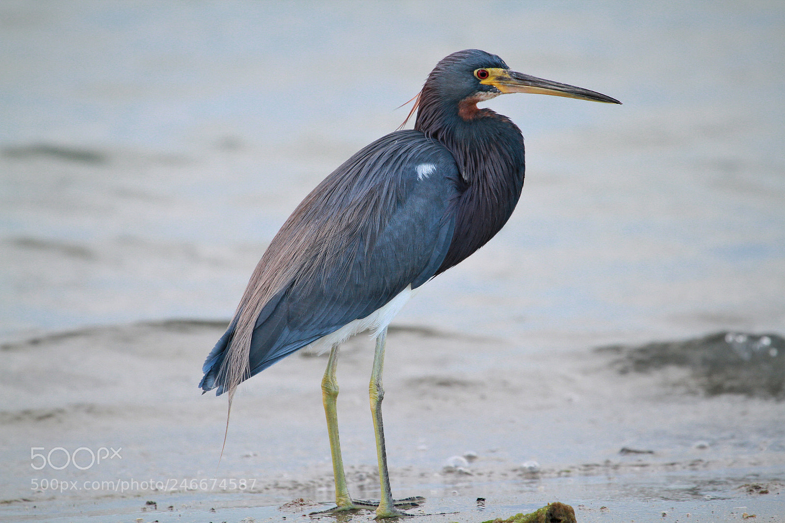 Canon EOS 7D sample photo. Triclored  heron. photography