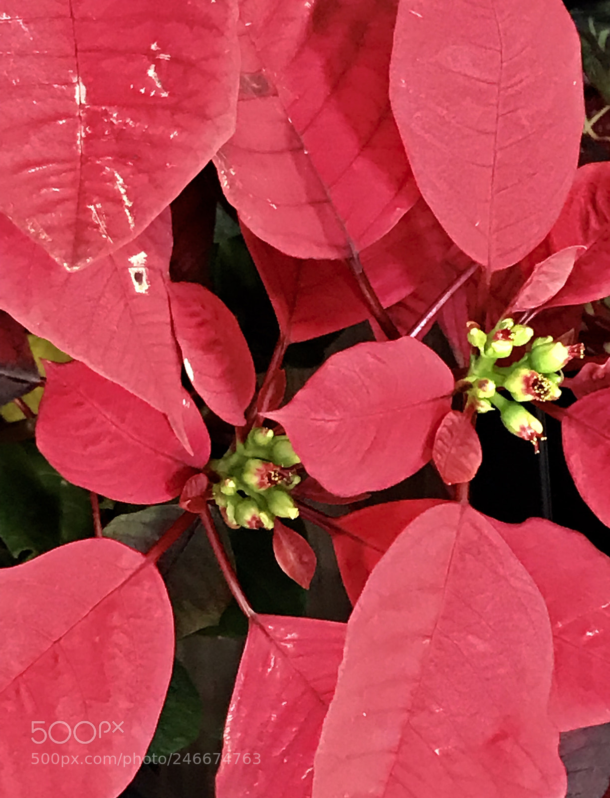Apple iPhone 7 Plus sample photo. Red photography