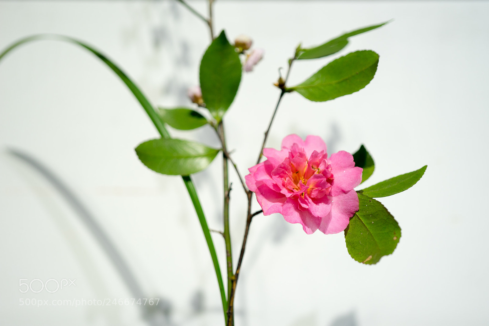 Sony a7 sample photo. Untitled photography