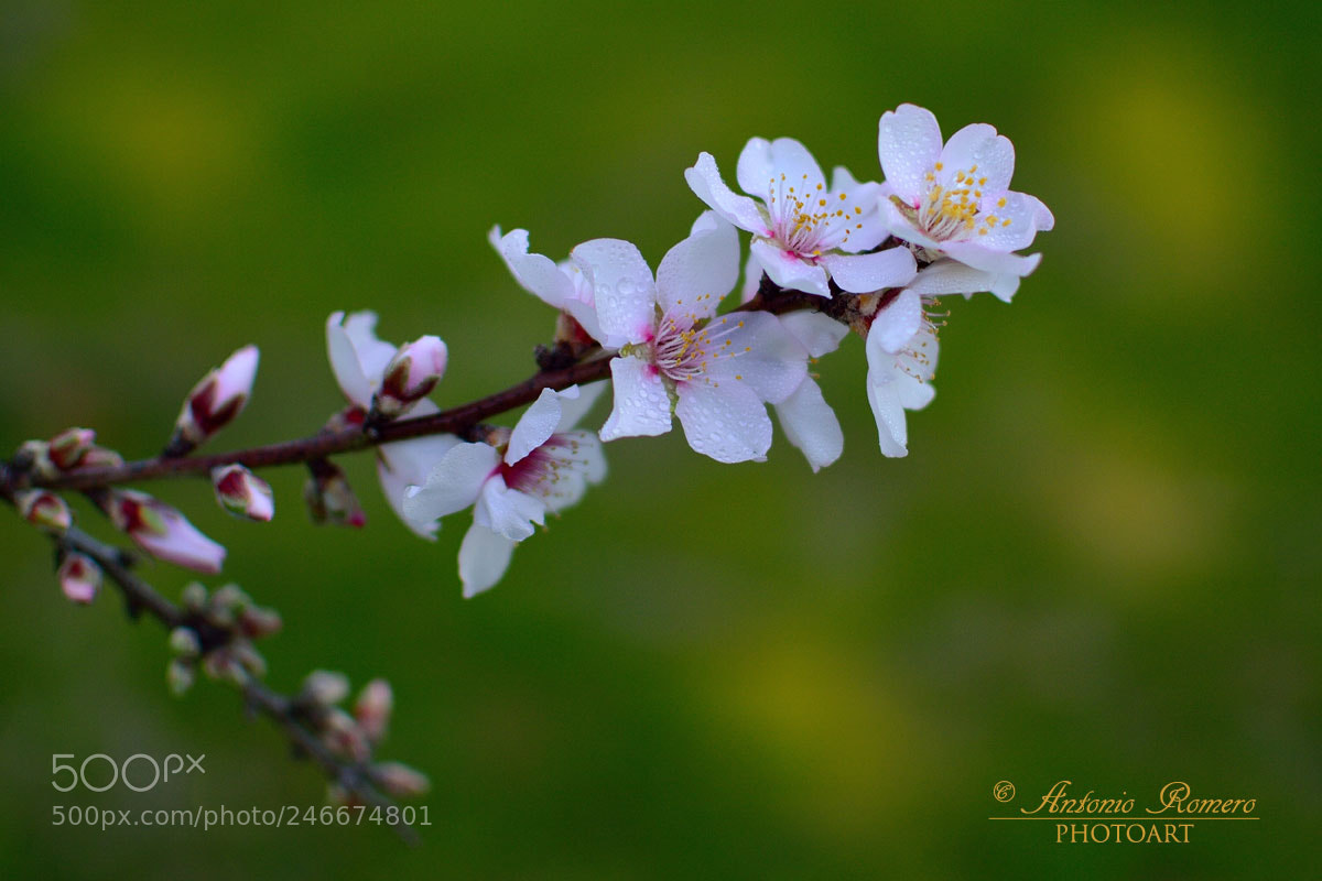 Nikon D5200 sample photo. A dream without a photography