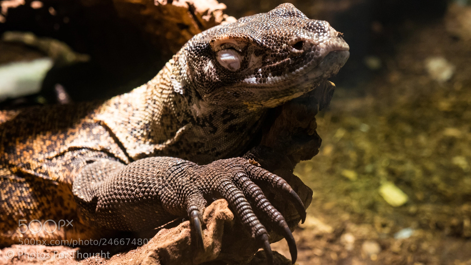 Sony Alpha NEX-5R sample photo. Draco dormiens nunquam titillandus photography