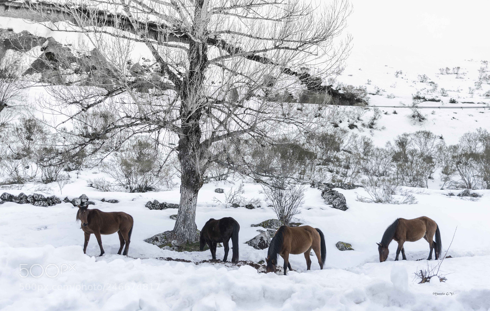 Nikon D7200 sample photo. Caballos en la nieve. photography
