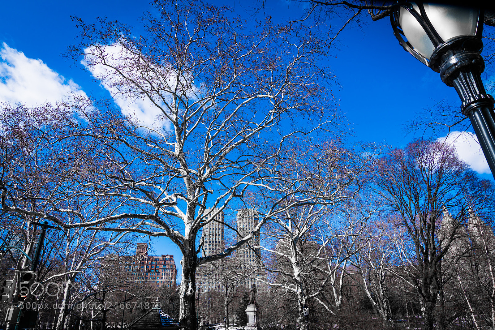 Sony a7R III sample photo. Central park tree photography