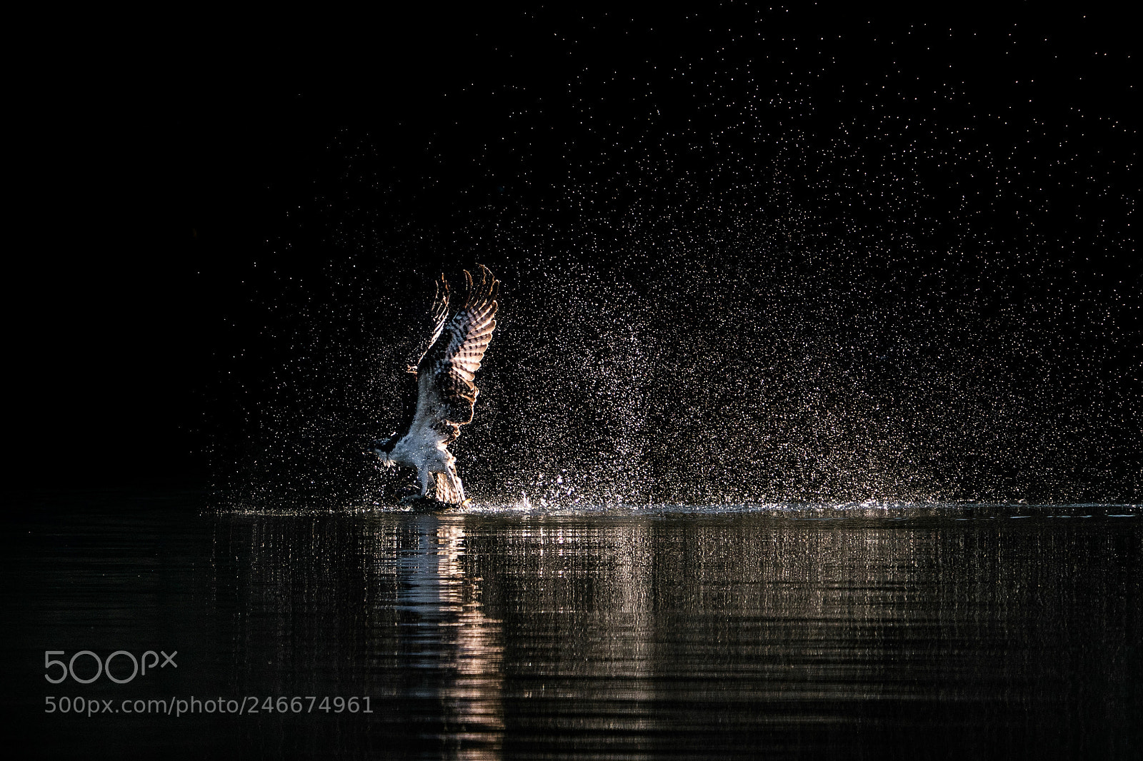 Sony a9 sample photo. Osprey takeoff ix photography