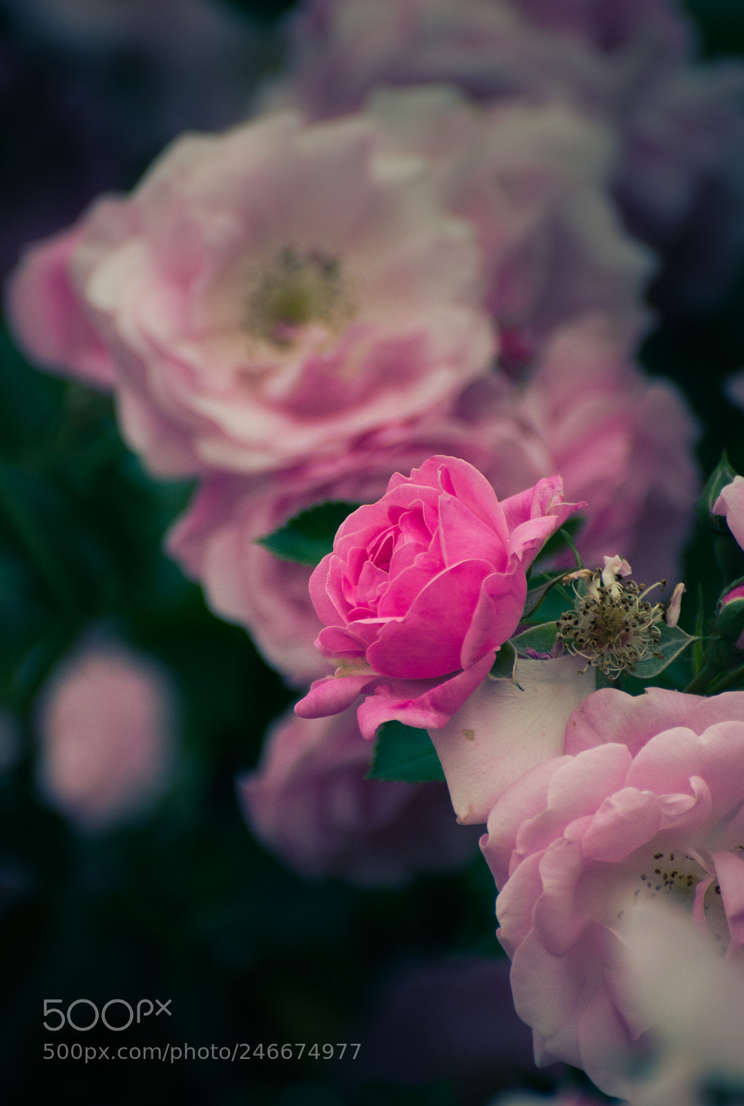 Nikon D5200 sample photo. Rose photography