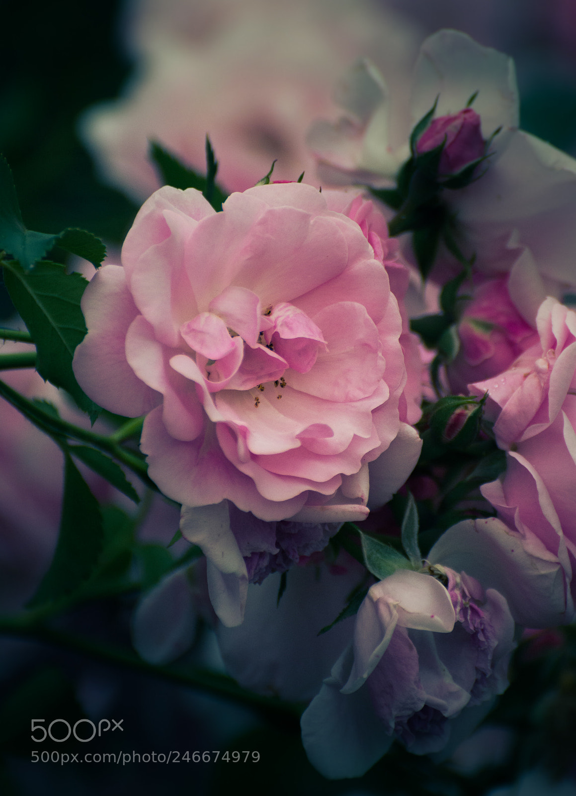 Nikon D5200 sample photo. Rose photography
