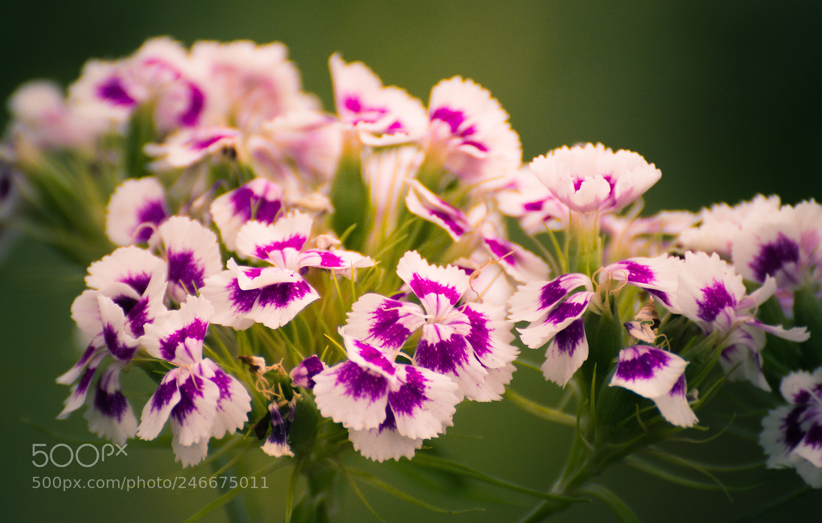 Nikon D5200 sample photo. Garden flower photography