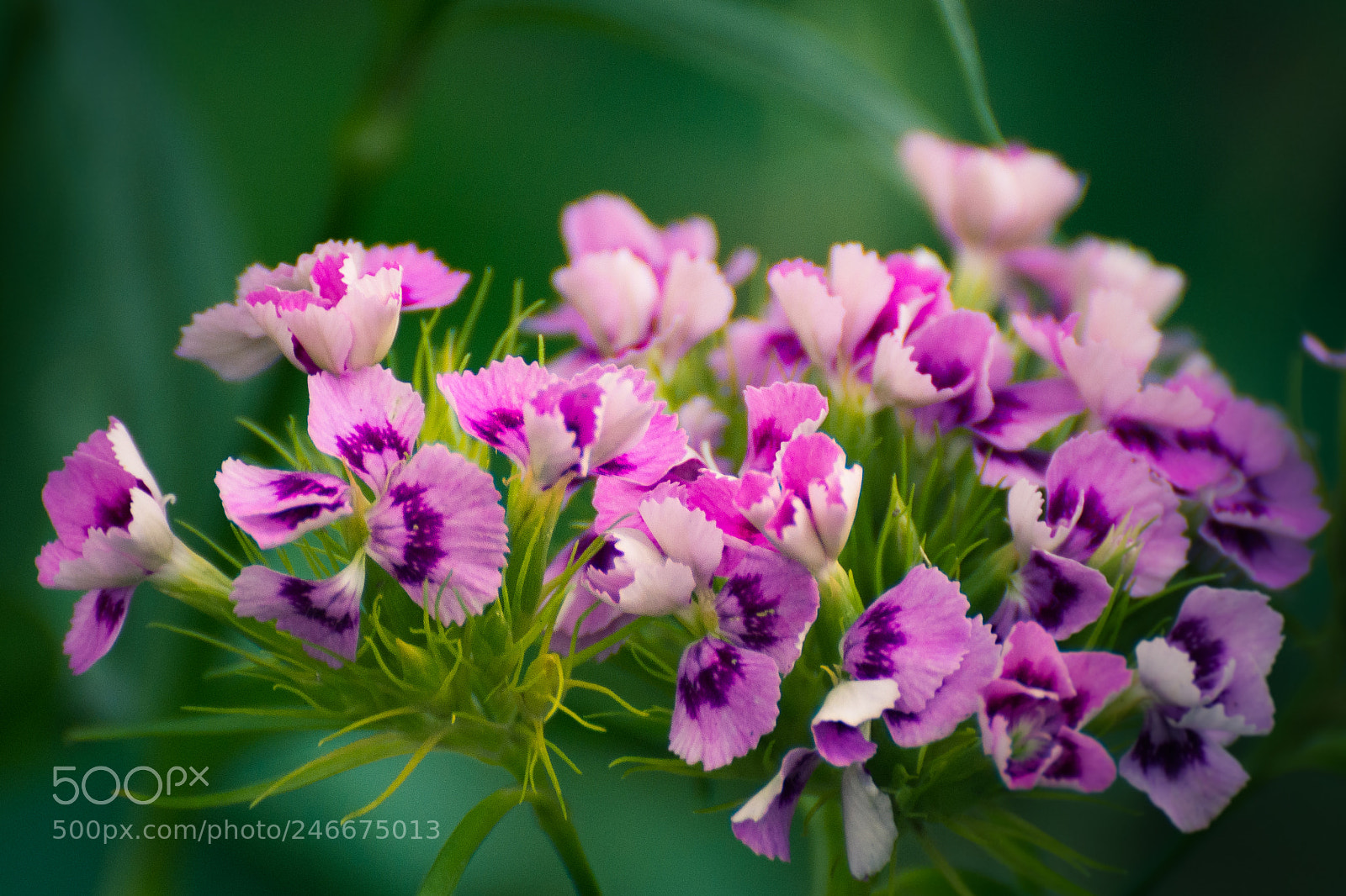 Nikon D5200 sample photo. Garden flower photography