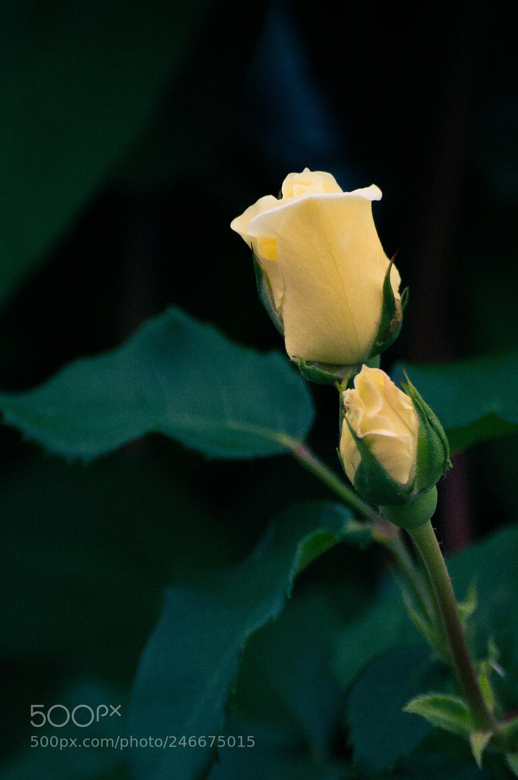 Nikon D5200 sample photo. Rose photography