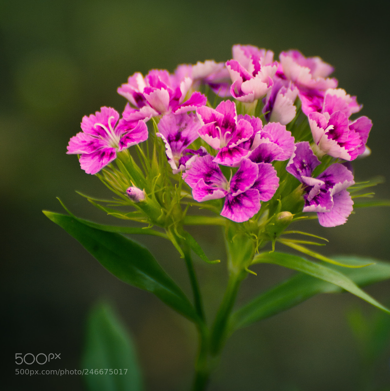 Nikon D5200 sample photo. Garden flower photography