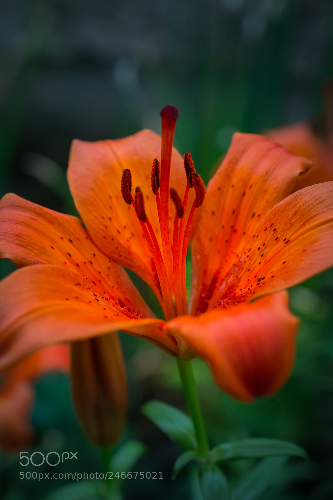 Nikon D5200 sample photo. Lily photography