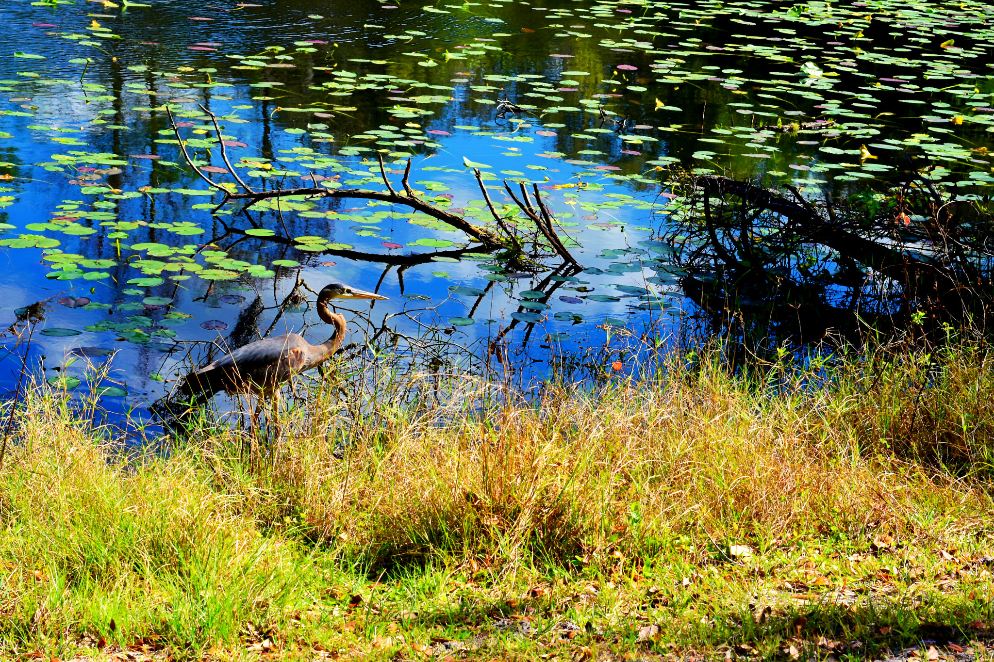 Nikon D3400 + Nikon AF-S Nikkor 50mm F1.8G sample photo. Dsc photography