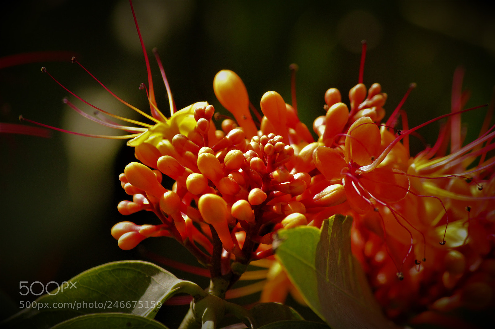 Canon EOS 550D (EOS Rebel T2i / EOS Kiss X4) sample photo. Sita ashok photography
