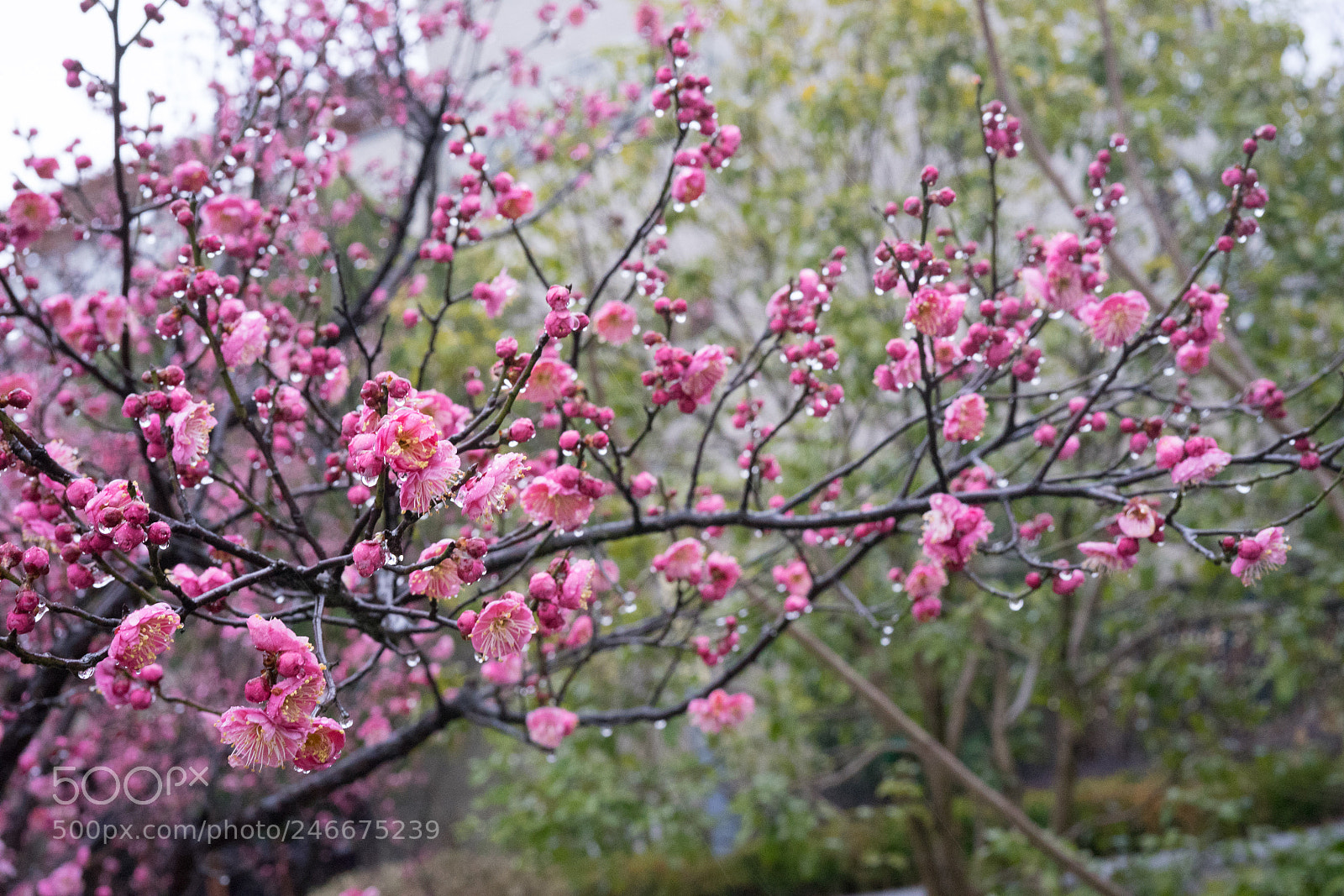 Sony a7 sample photo. Plum blossom photography