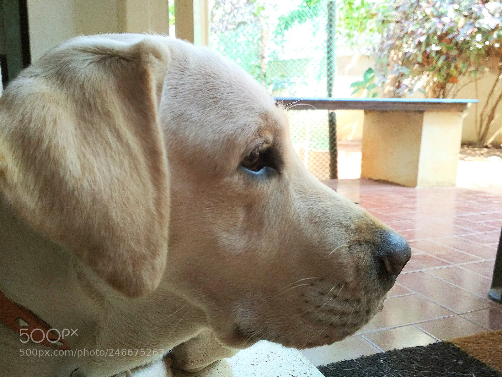 Xiaomi Redmi 4X sample photo. Relaxing photography