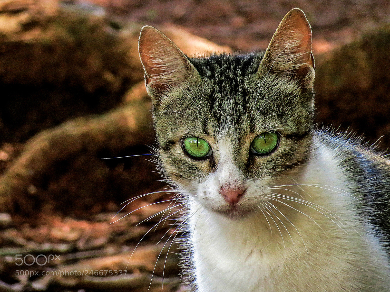 Canon PowerShot SX40 HS sample photo. Gato photography