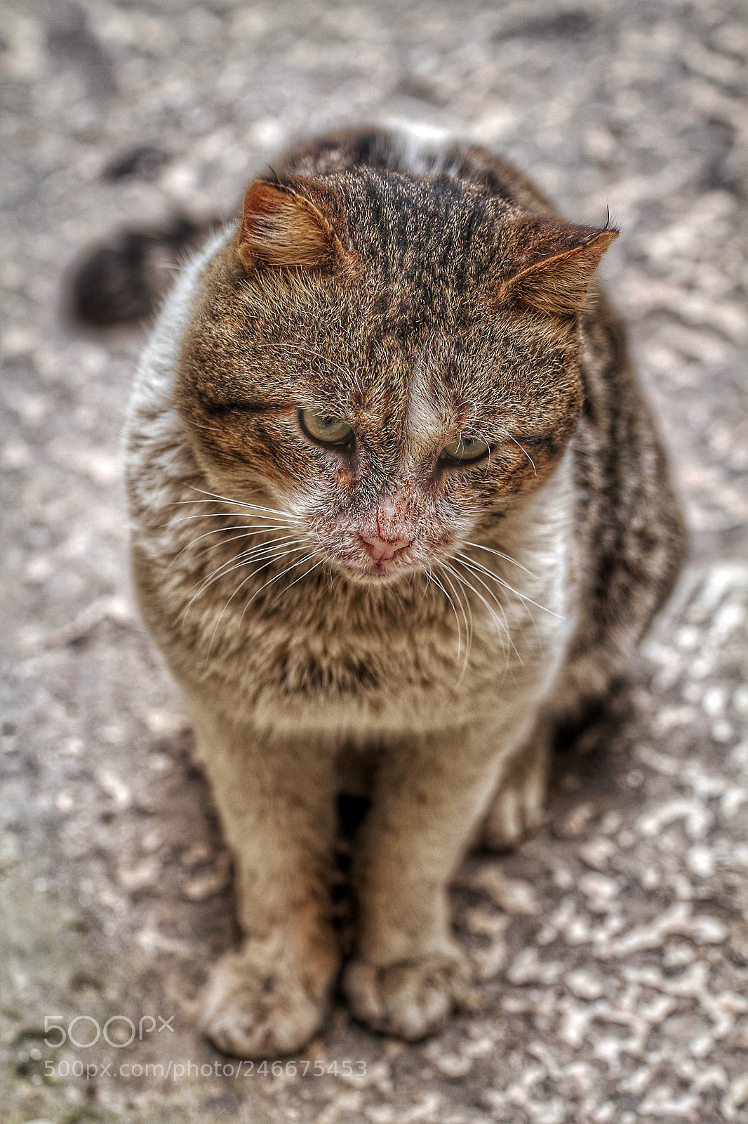 Canon EOS 7D sample photo. Cat photography