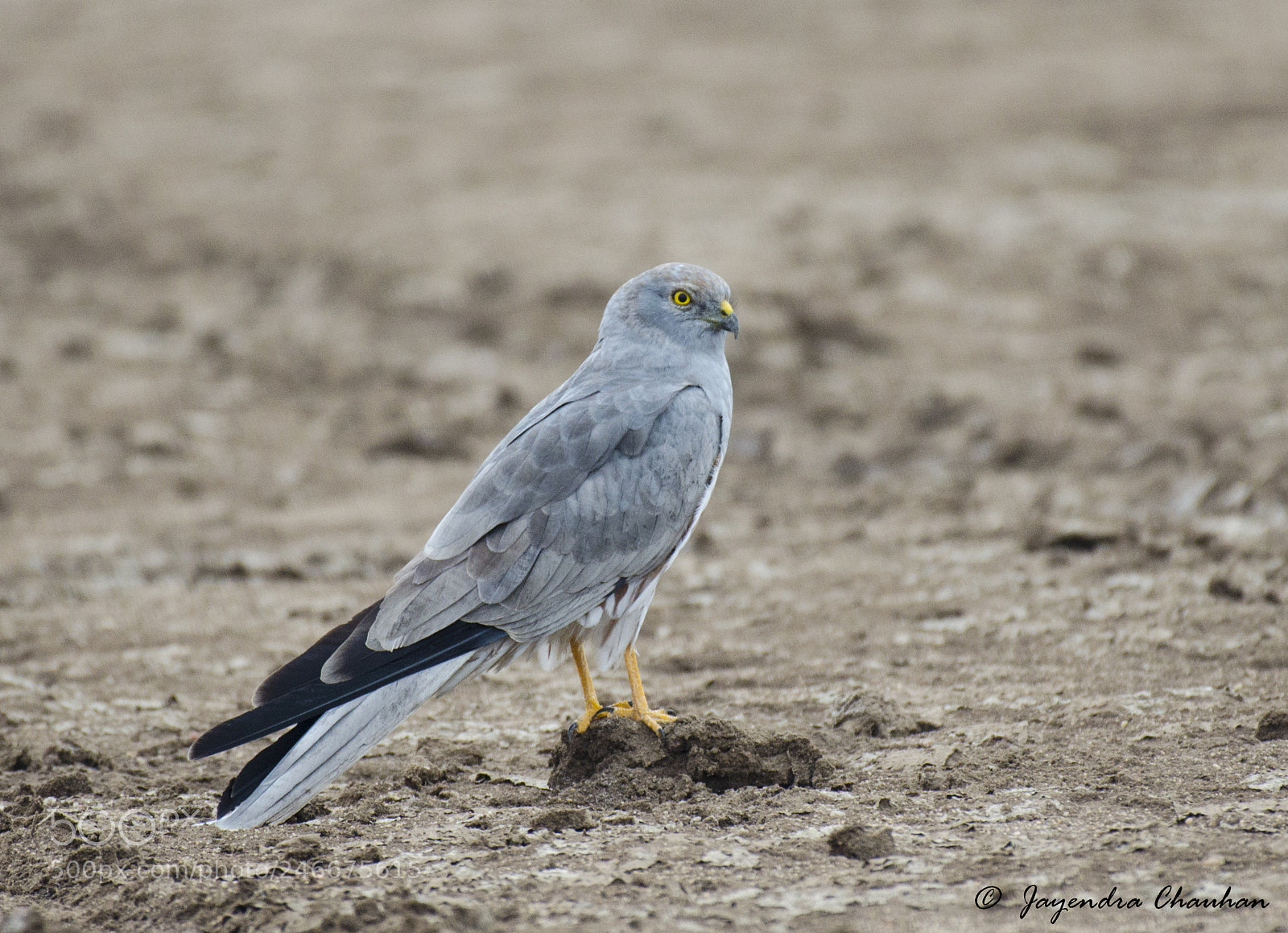 Nikon D5100 sample photo. Pellid harrier photography