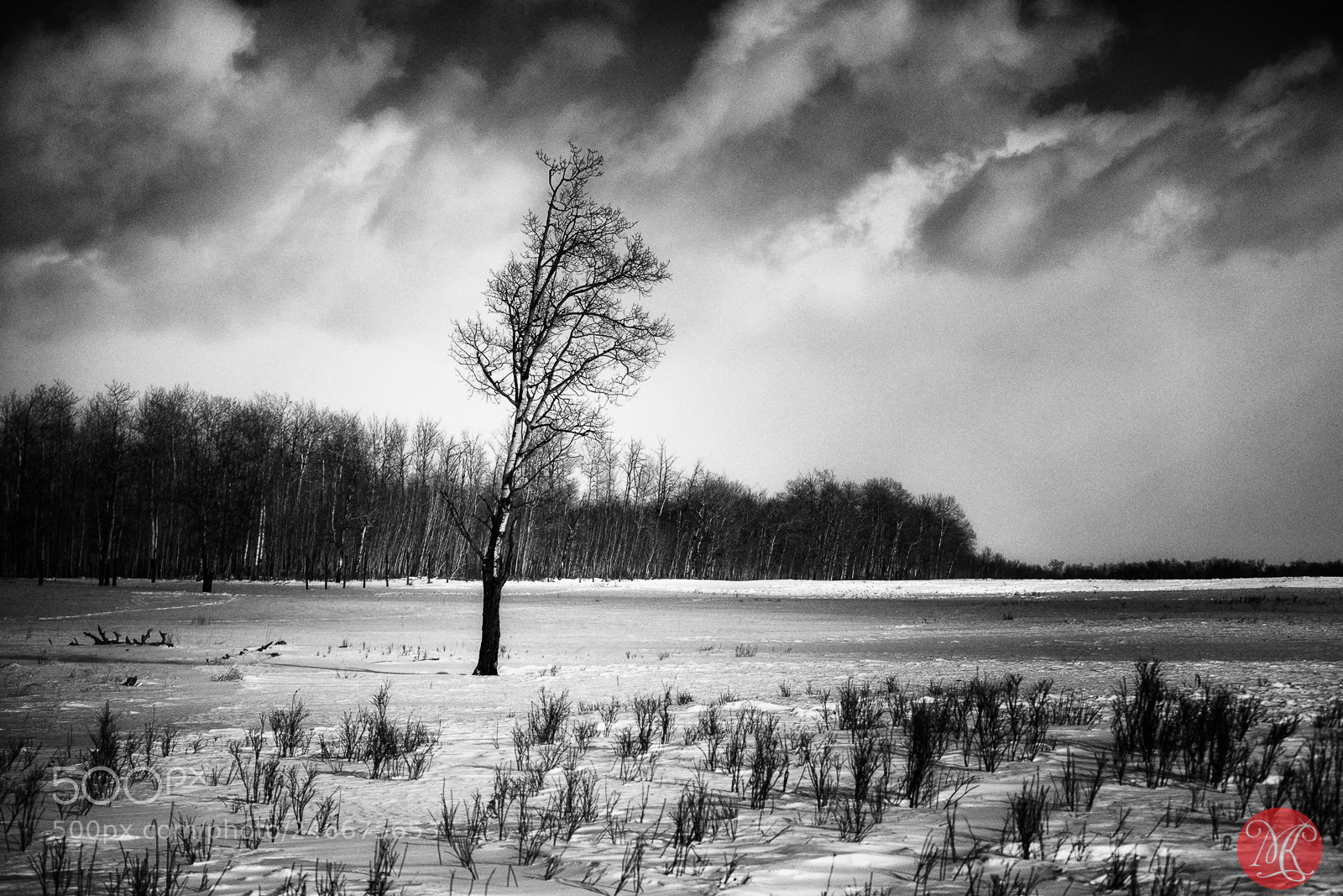 Fujifilm X-T1 sample photo. Winter, in black & white photography