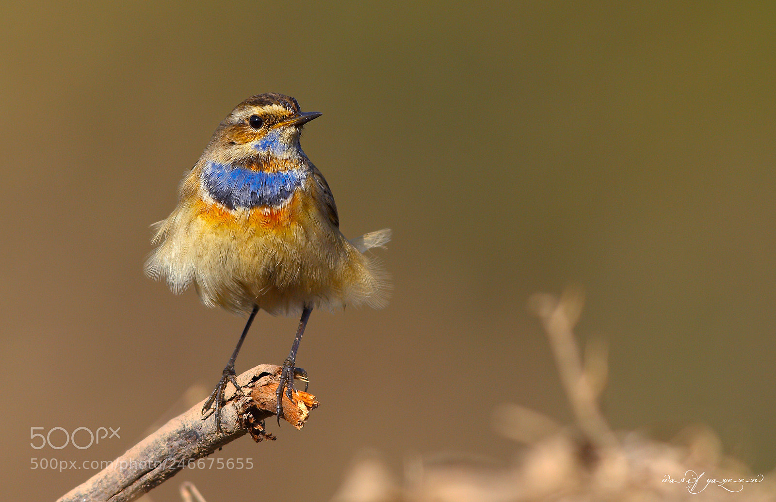 Canon EOS-1D Mark IV sample photo. Blue throat photography