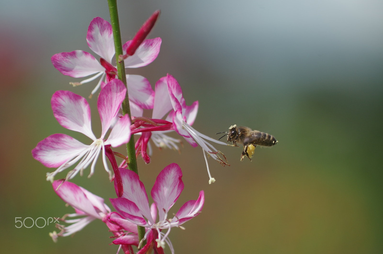 Pentax K-3 II sample photo. Bee and gaura photography