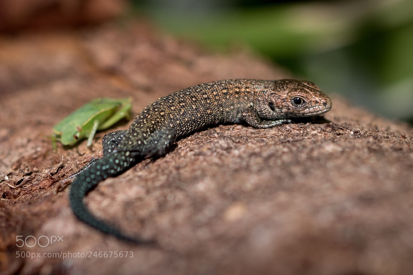 Canon EOS 7D Mark II sample photo. Lizard photography