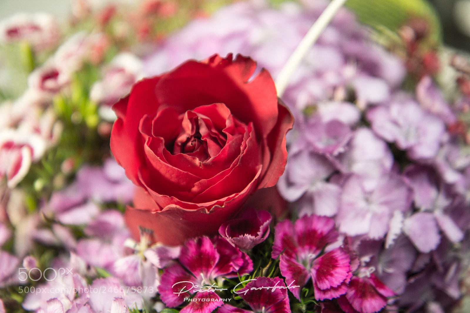 Canon EOS 60D sample photo. Fiorisanvalentino photography