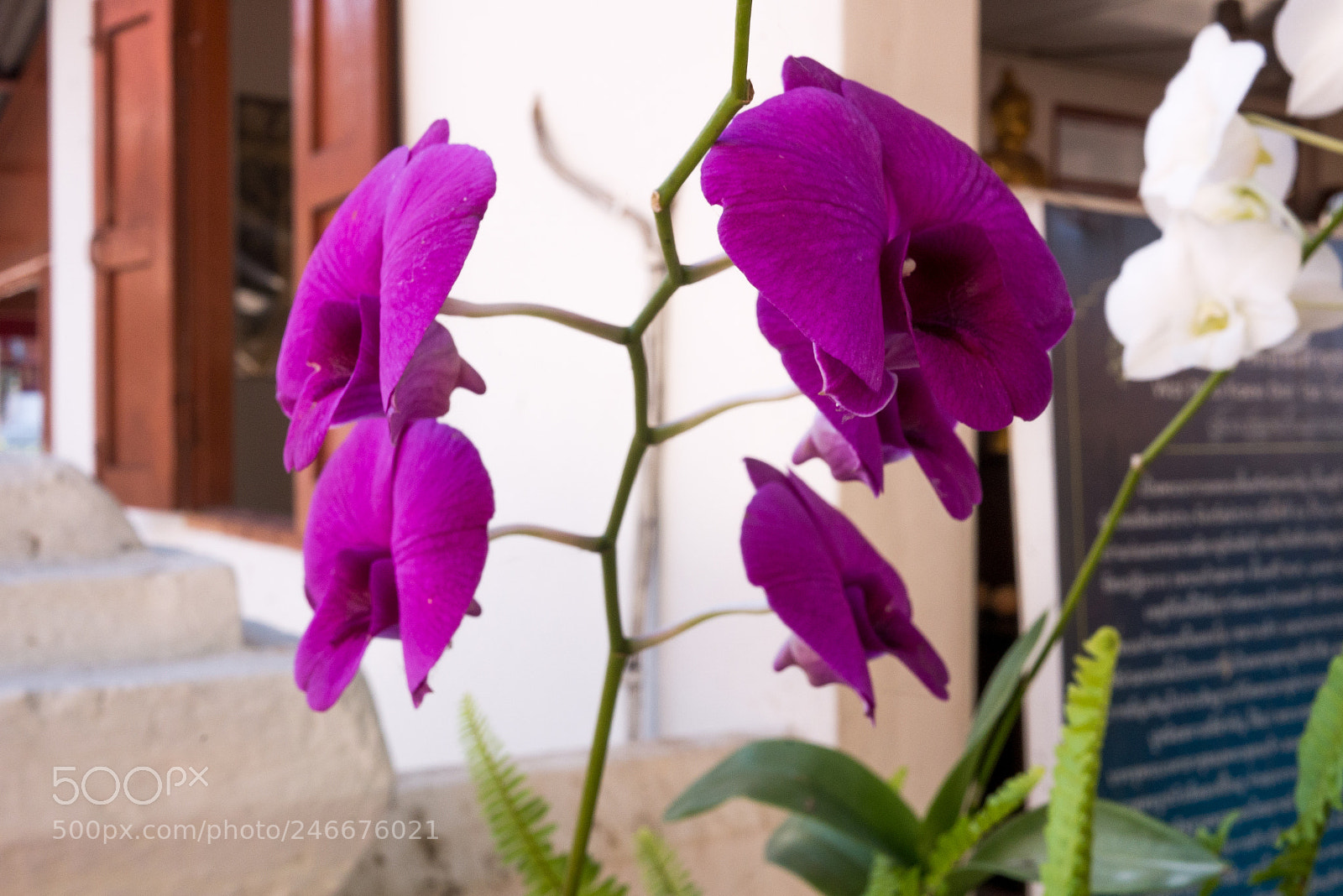 Panasonic Lumix DMC-GX7 sample photo. Flowers of thaïland photography